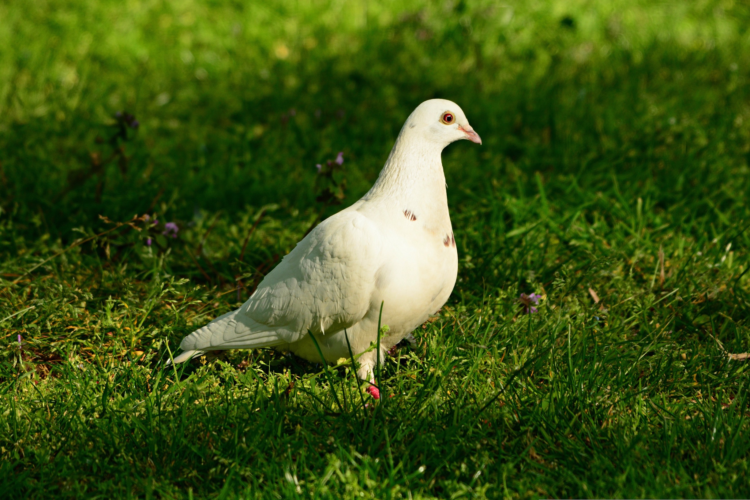 Dove