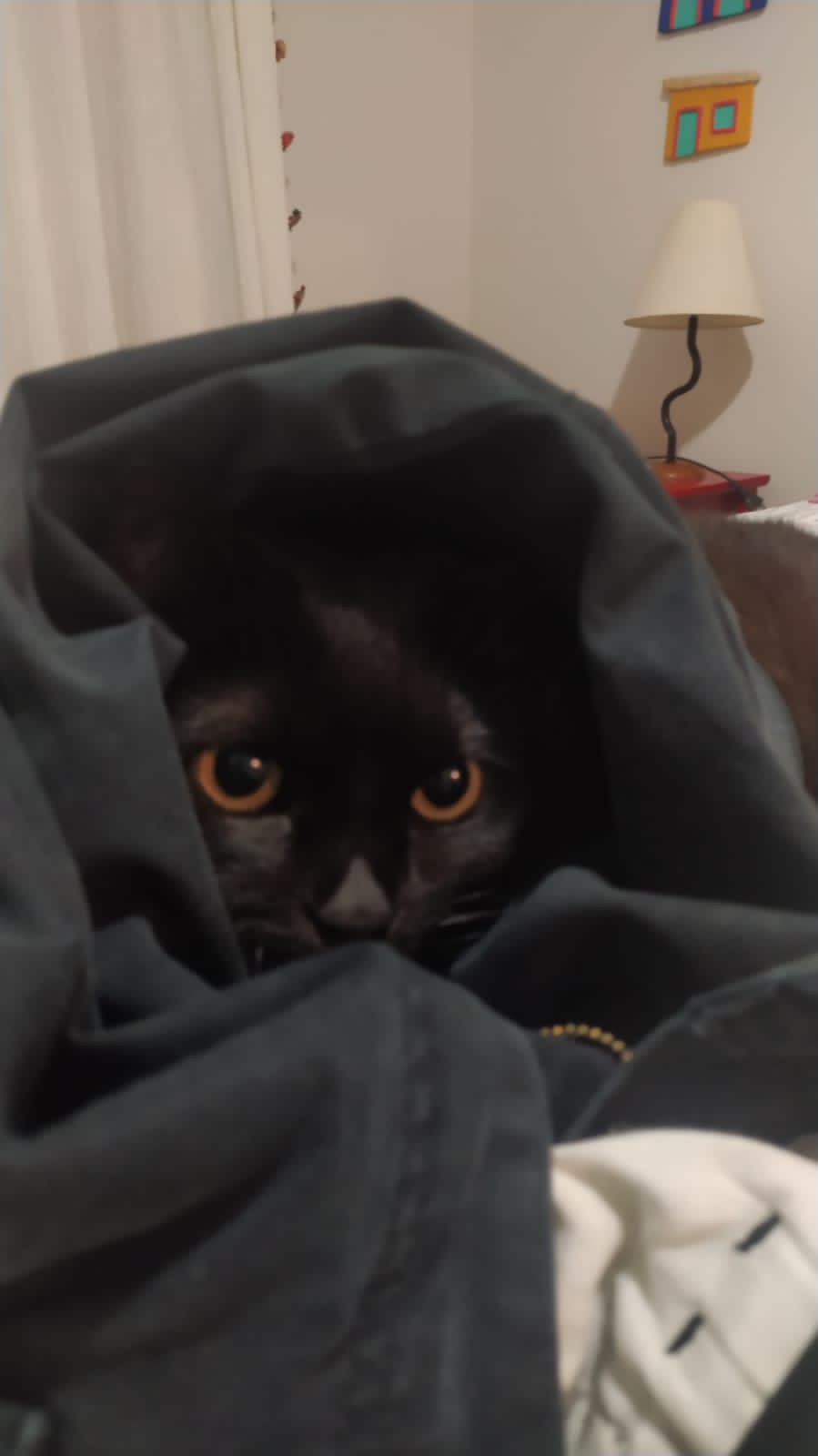 Feijao, King of gordos